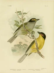 Zuidelijke Sphecotheres of Australische Vijgenvogel, 1891